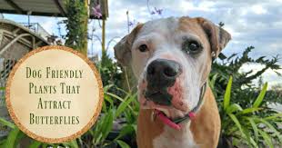 20 indoor and outdoor plants that are safe for cats and dogs. 8 Dog Friendly Plants That Attract Butterflies Pawsitively Pets