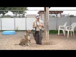 Free video series shows you how to stop bad dog behavior by getting your dog to obey. How To Stop A Dog From Digging Holes Under Fences In Bed In Yard And More Why Do Dogs Dig Holes Caninejournal Com