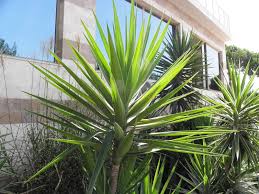 Image result for Yucca gigantea