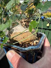 Image result for Zehneria scabra