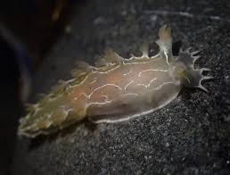 Image result for Tritonia moggii