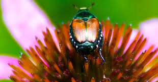 Paenibacillus popilliae, which infects larvae of the japanese beetle, popillia japonica, was the first microbial control agent registered in the us for use against an insect. Pin On Garden Yard
