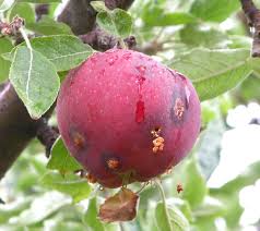 Apple Codling Moth Pacific Northwest Pest Management Handbooks