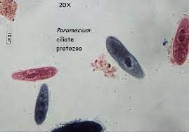 Hanny s voorwerp official website of discoverer hanny van arkel. 48 Protozoa Biology Libretexts