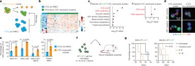 Rm 34 (sm)/rm 37 (ss). Neutrophils Escort Circulating Tumour Cells To Enable Cell Cycle Progression Nature
