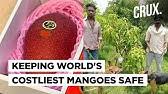 Buy the best and latest seeds miyazaki mango on banggood.com offer the quality seeds miyazaki mango on sale with worldwide free shipping. Rfr1jrbilo95mm