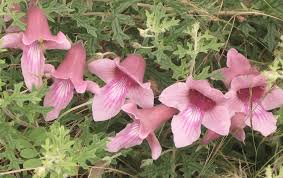 Image result for Dicerocaryum senecioides