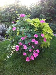 Pin By Heather Winter On Growing Things Garden Containers Hanging Plants Flower Garden