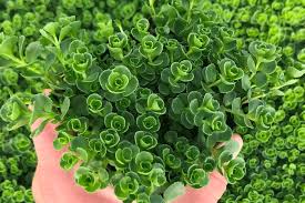 Image result for Sedum