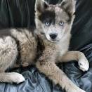 Australian Shepherd Husky Mix – Two Hard-Working Breeds