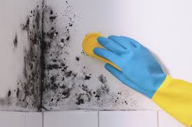 portland maine mold remediation 