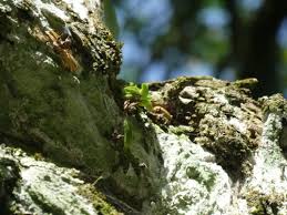 Image result for Bolusiella iridifolia