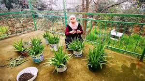 Aloe vera bitkisi hakkında biraz daha detay verecek olursak, afrika kökenli bir bitki olduğunu, dikenli yapraklara sahip ve çok çiçeklenmeyen bir bitki olduğunu söyleyebiliriz. Aloe Vera Bitkisi Neden Curur Yaz Kis Aylarinda Ortam Nasil Olmali Youtube