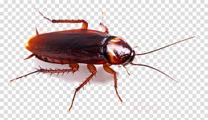 insect cockroach pest beetle oriental cockroach clipart insect cockroach pest transparent clip art insect cockroach pest beetle oriental