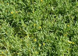 Image result for Renealmia susanneae-katziae