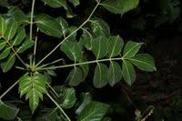 Image result for Brucea