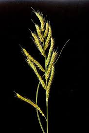 Image result for Echinochloa ugandensis