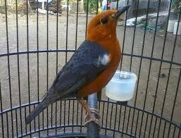 Burung flamboyan merupakan burung yang termasuk ke dalam burung kicau. 21 Ciri2 Burung Flamboyan Jantan Terbaru Pojok Burung
