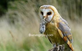 Spesies satu ini dapat berburu di waktu siang serta malam hari, pada saat musim panas mereka akan menggeser waktu makan siangnya menjadi waktu fajar / pada saat senja datang. 5 Pakan Burung Hantu Sesuai Jenisnya Burungnya Com