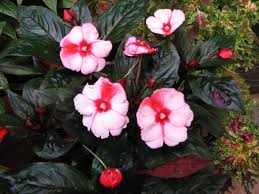 Image result for Impatiens irvingii