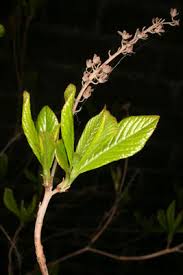 Image result for Bothriocline quercifolia