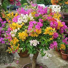 You garden ltd is a shopping @ home limited company. Super1798 100pcs Multicolor Bougainvillea Speetabilis Seeds Home Garden Flower Plant Buy Online In United Arab Emirates At Desertcart Ae Productid 68897000
