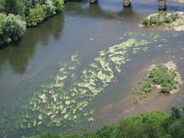 Image result for Podostemaceae