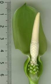 Image result for Blotiella sinuata