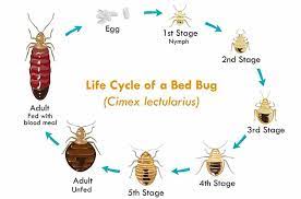 Young bed bugs have five developmental stages. Baby Bed Bugs How To Get Rid Of Them Take Preventive Measures