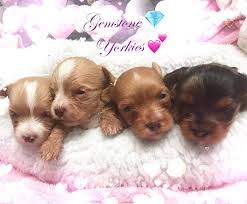 Ay gold dust yorkies, parti yorkies, chocolate yorkies, kb black midnight yorkies, choco merle yorkies,. Merle Yorkies Puppies For Sale Quality Merles Of America Exotic Yorkie Boutique