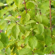 This year we have quite a few in one and two gallon sizes. Cornus Sanguinea Midwinter Fire Pot 4l Truffaut