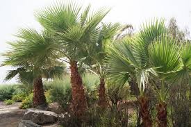 În natură, crește pe ingtonia sudul mexicului, în partea de vest a acesteia. Washingtonia Filifera California Palm
