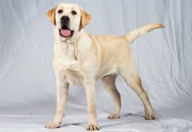 Judy served many roles including president for numerous years & aric as a board member of the former lake erie labrador retriever club. Precise Positioning Technique Labrador Retriever Breed
