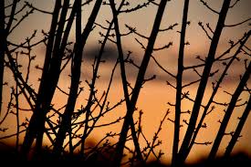 100,000+ Free Dawn & Sunrise Images