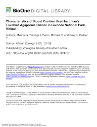 Image result for Siphonochilus parvus