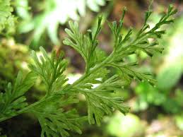 Image result for Polyphlebium