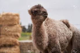 Many people think that camels store water in their humps. Bactrian Camel Family Camel And Camel Colt On Farm Outdoors Stock Photo Picture And Royalty Free Image Image 144912267