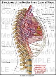 Various skeletal muscles are attached to the rib cage. Structures Of The Mediastinum Lateral View 200049 02a