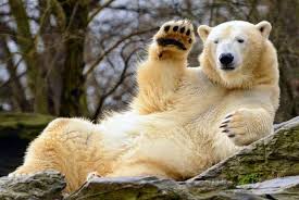 Funny Polar Bear Ijsbeer Ijsbeer Dieren Funny