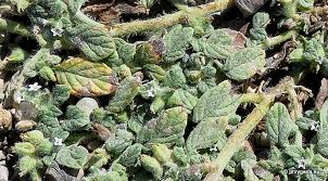 Image result for Heliotropium supinum
