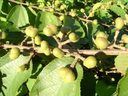 Image result for Grewia flavescens