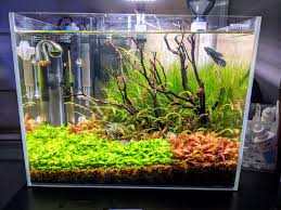 We did not find results for: Just Added A Wild Betta To My 6 Gallon Hi Tech Scape Aquariums