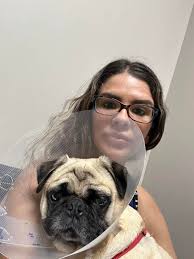 Eye drop tricks for 8-year-old pug