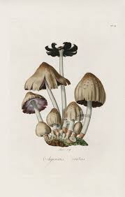 Agaricus Ovatus Mushroom From Curtis Flora Londinensis Mushrooms Prints Botanical Drawings Botanical Illustration Mushroom Drawing