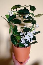 Image result for Hermannia floribunda