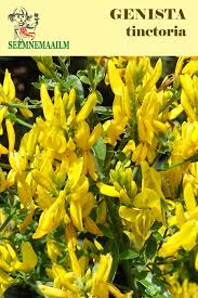 Image result for Genista