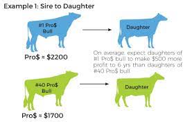 Canadian Dairy Network How Do I Use Pro For Cows And Heifers