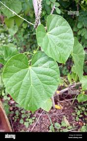 Image result for Tinospora