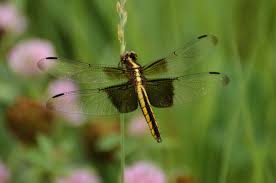 Black And Blue Widow Skimmer Dragonfly Female Widow Skimmer Libellula Luctuosa Found At Nachusa Grasslands Illinois Insect Photography Grassland Habitats