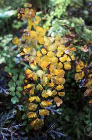 I've had the best if your maidenhair fern dries out and its fronds turn brown and die, there may still be hope. Old Delta Maidenhair Fern In Brown Stock Photo Picture And Royalty Free Image Image 42376335